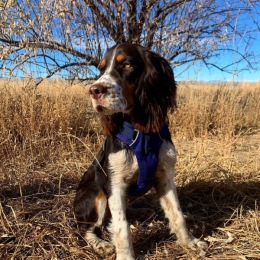 Beware of the dog, he will steal your heart. Enjoy the beautiful views at Cherry Creek State Park with your furry friends. 🐾 💗
.
.
📸: @ziggydaspringer #repost Instagram post from @palominoparkresort on April 30, 2022 10:13:06am